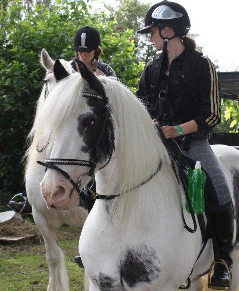 Irish Cob Saint Epona of Killarney billede 16