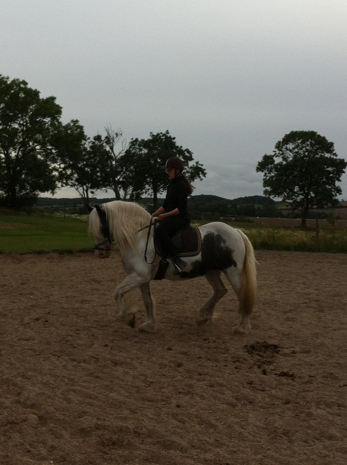 Irish Cob Saint Epona of Killarney billede 17