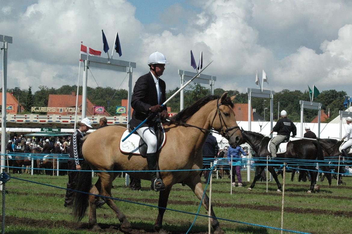 Anden særlig race Fjalar - til ringridning billede 4