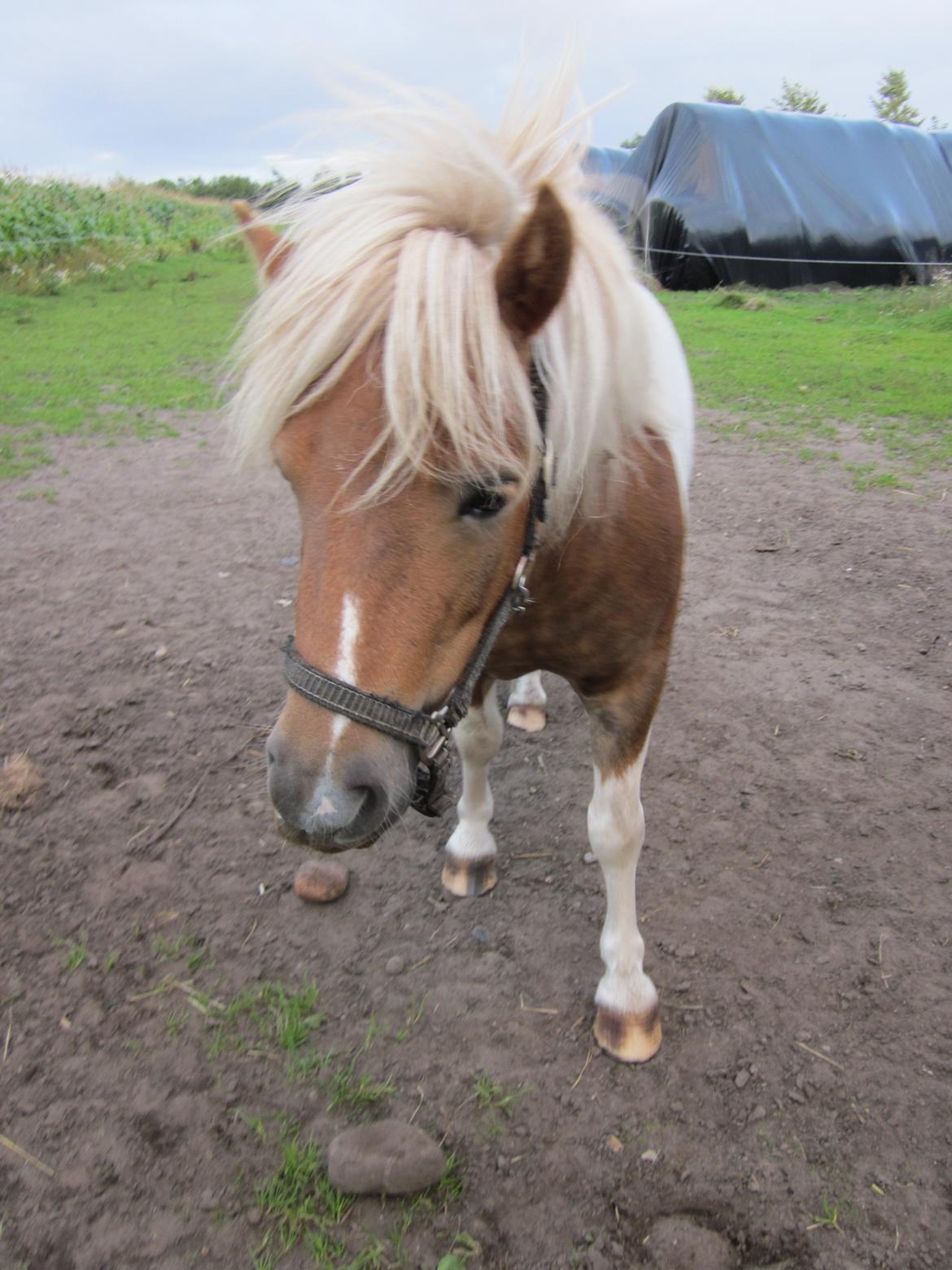 Shetlænder Julie billede 6
