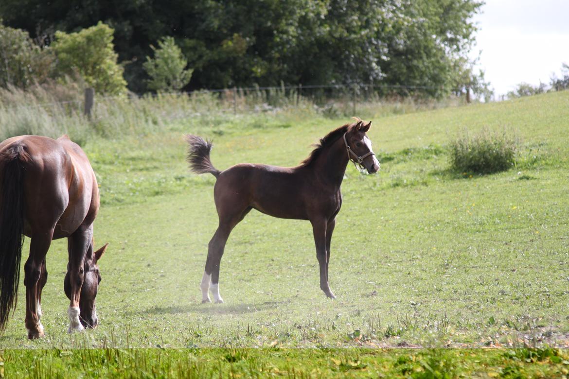 Dansk Varmblod Moment of surprice ( R.I.P)  - 5 mdr billede 1