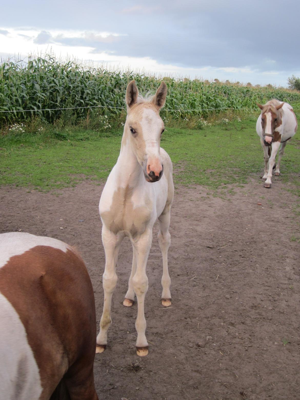 Palomino Henriette billede 6