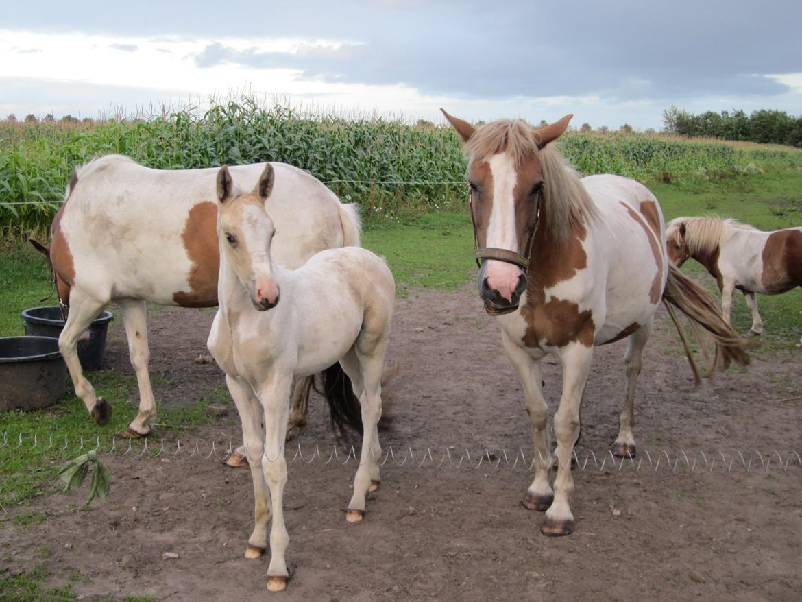 Palomino Henriette billede 7