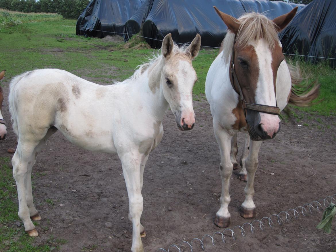 Palomino Henriette billede 8