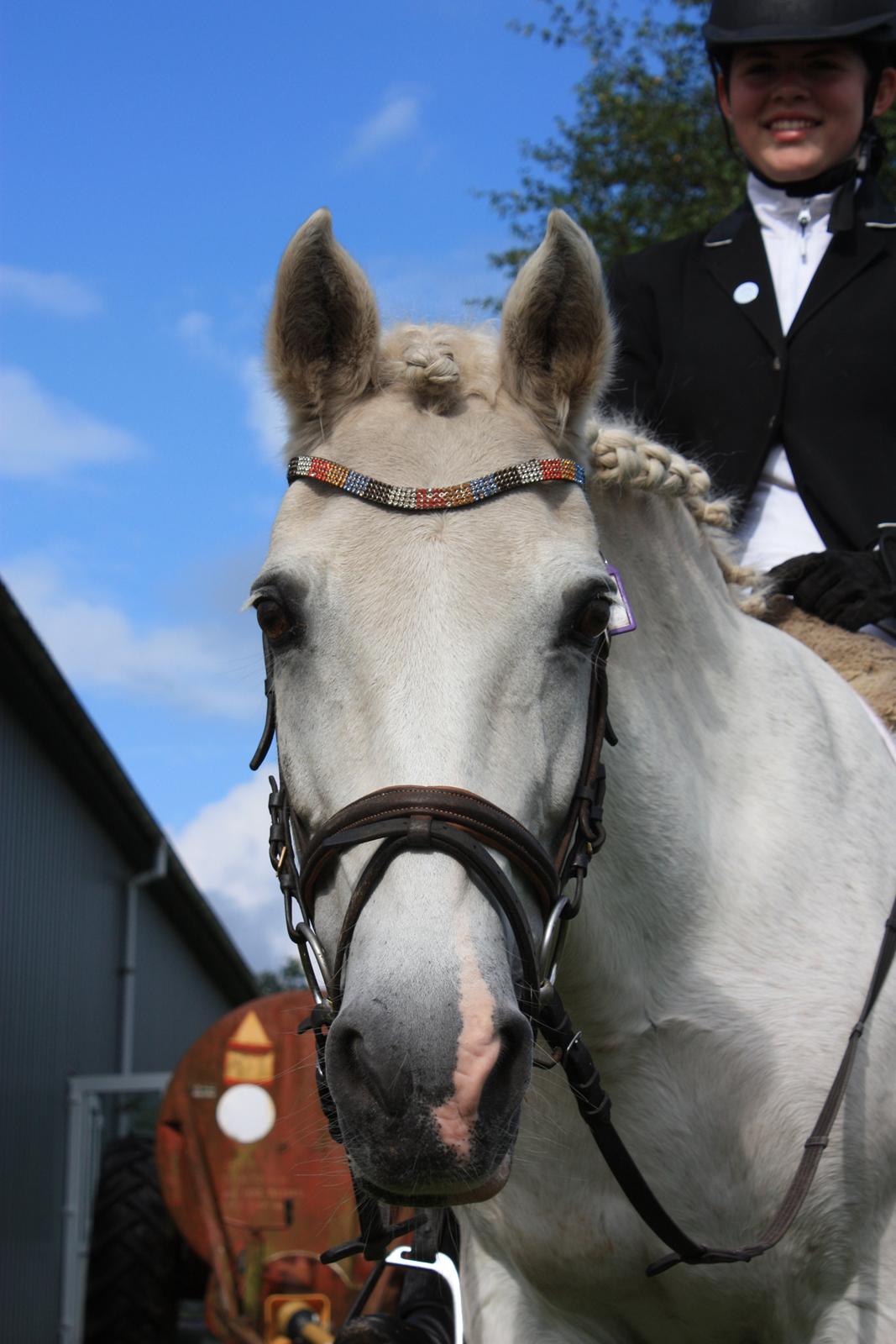Anden særlig race Duchess billede 16