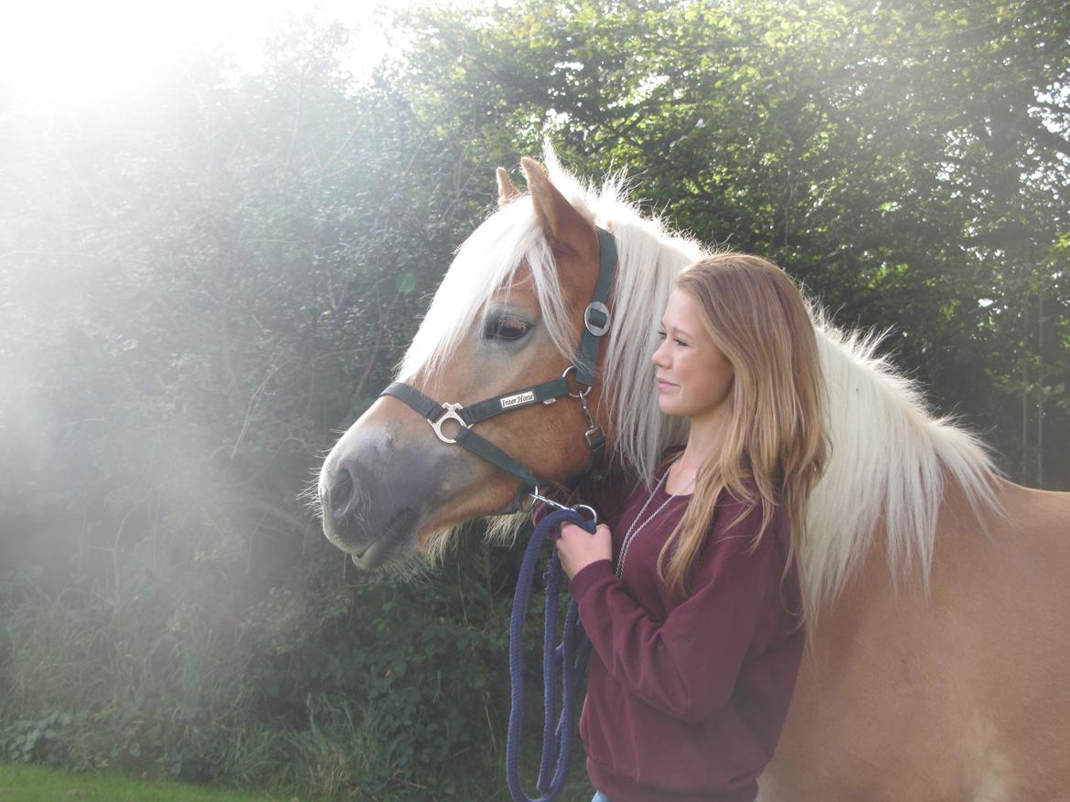 Haflinger Luna - Dagen Luna kom hjem:) billede 4