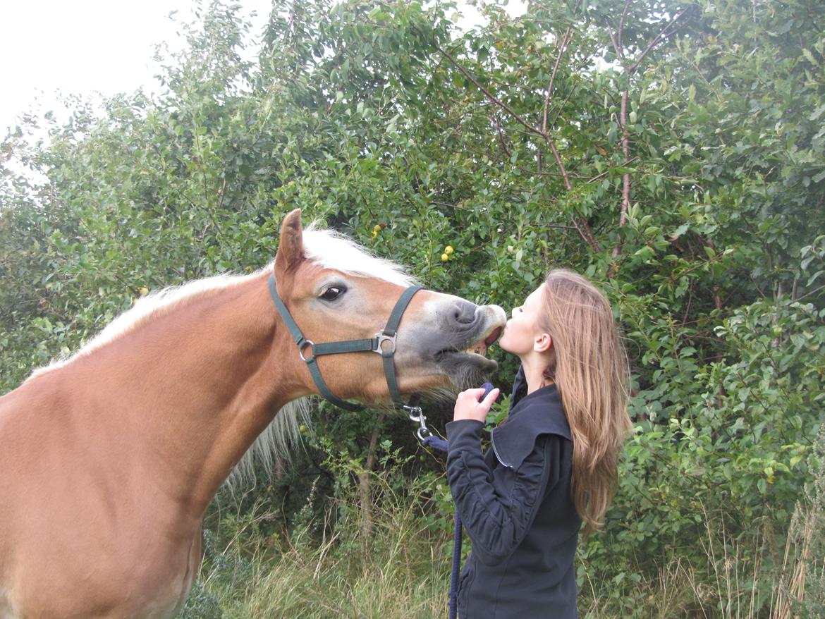 Haflinger Luna billede 11