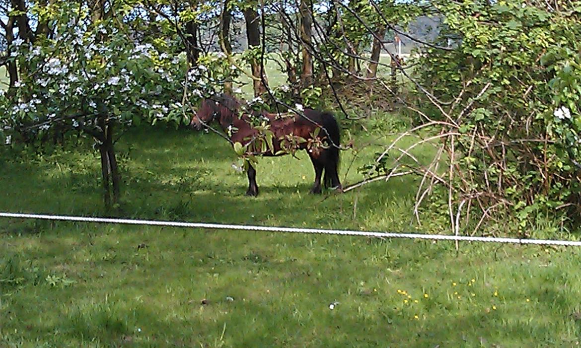 Shetlænder Agger billede 6