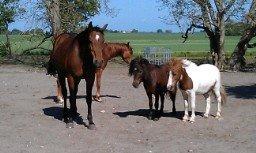 Shetlænder Agger billede 7