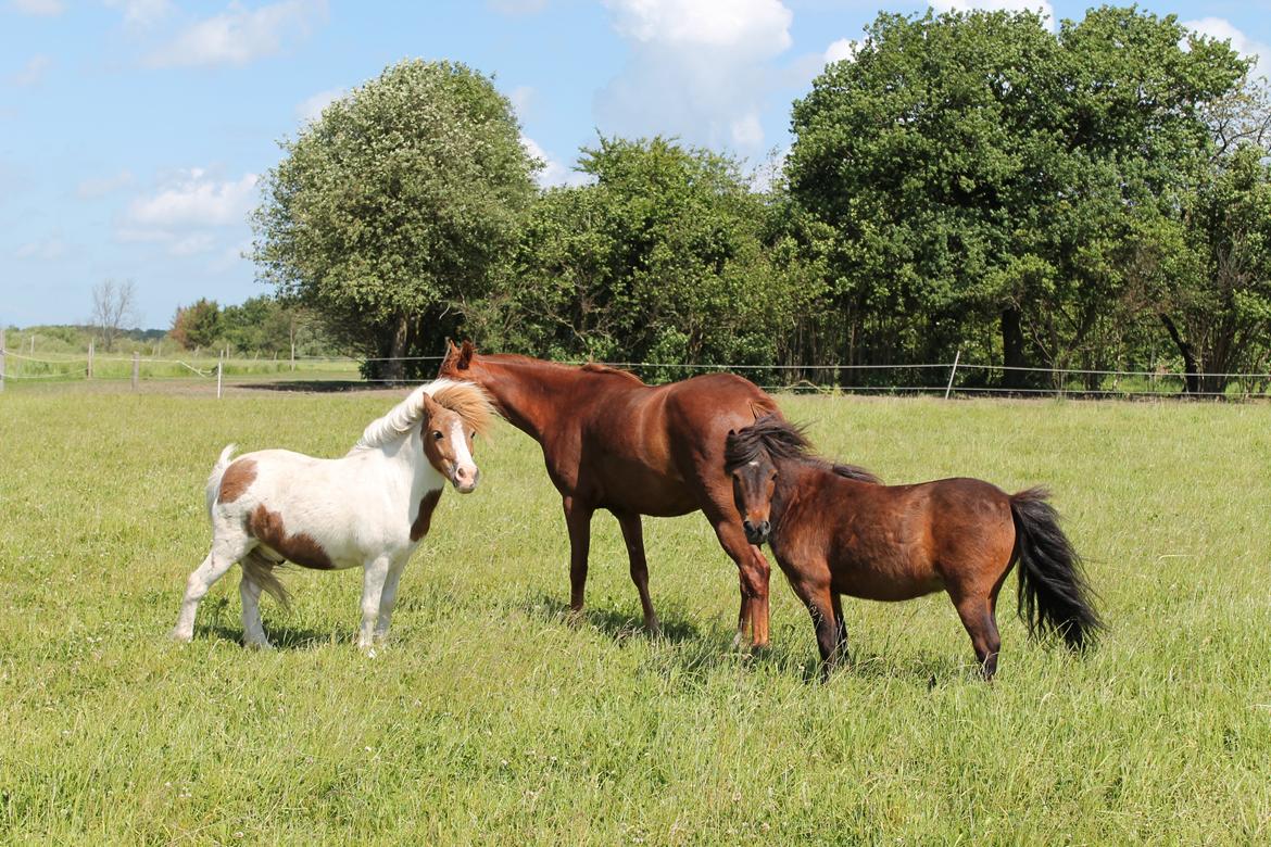 Shetlænder Agger billede 1