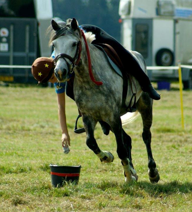 New Forest Mølgaards Zafir - Velkommen til Zafirs profil. 
Danmarksmesterskabet for individuelle 2012, nummer 6. billede 4