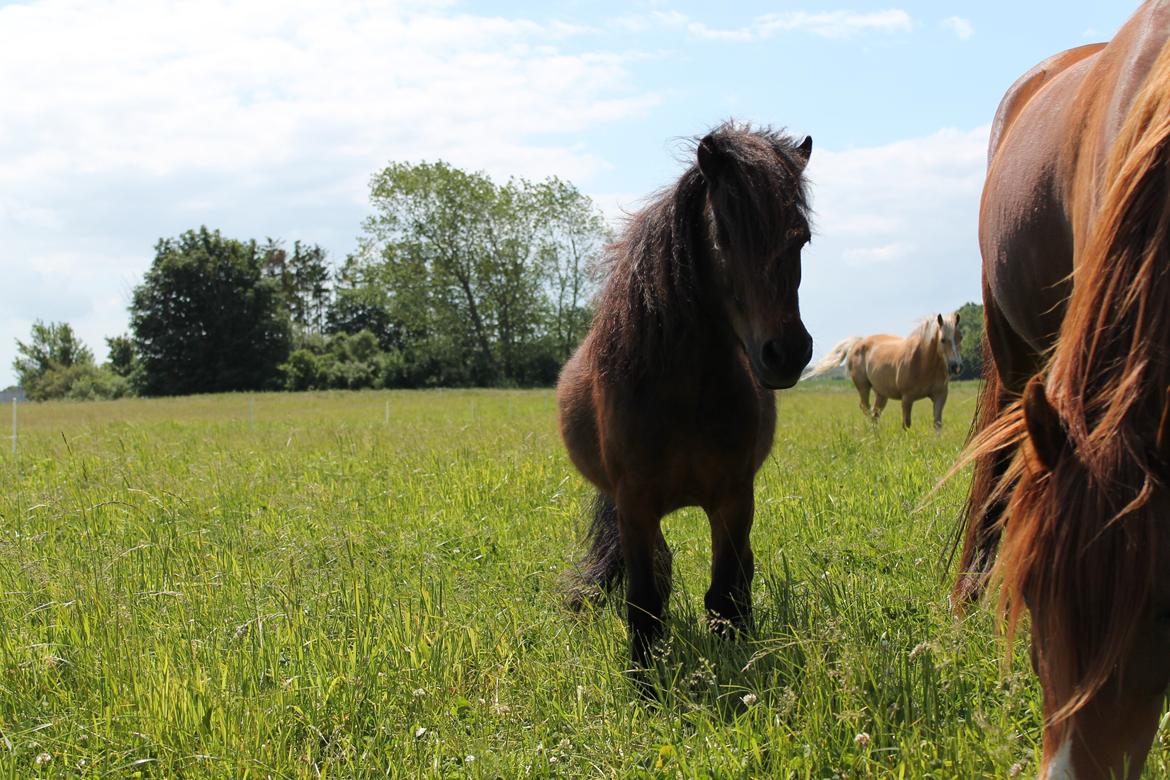 Shetlænder Agger - sommer pony:) billede 8
