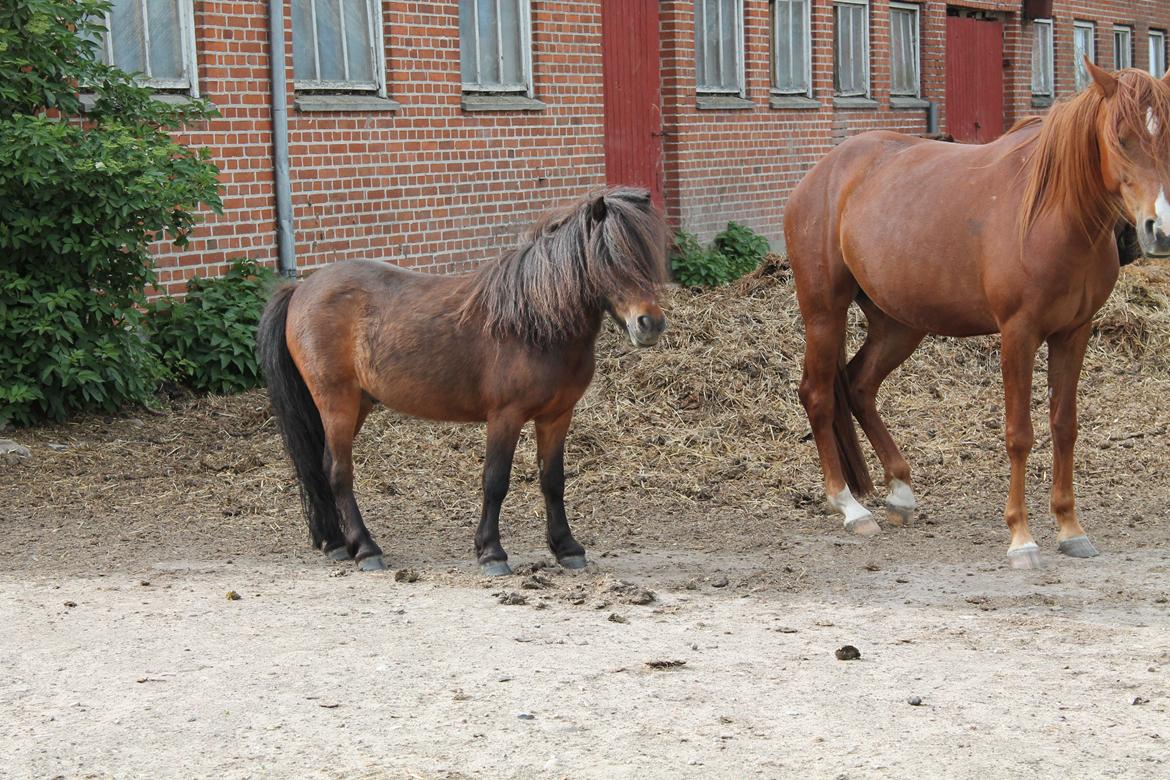 Shetlænder Agger - og nu :) billede 5