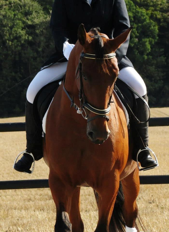 Oldenborg Okholms Caranya billede 18