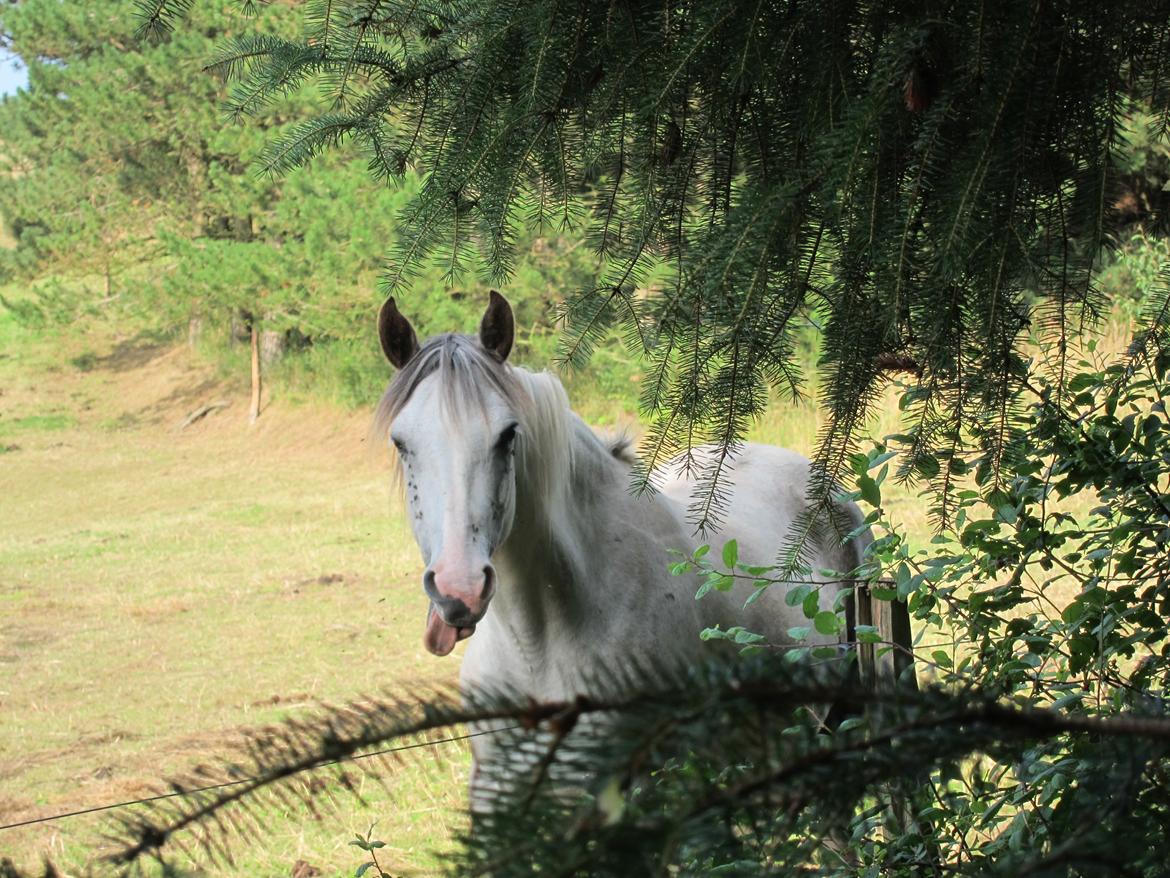 Anden særlig race Venja - Skønne, kønne pony :D - August 2012. Foto - Mig billede 2