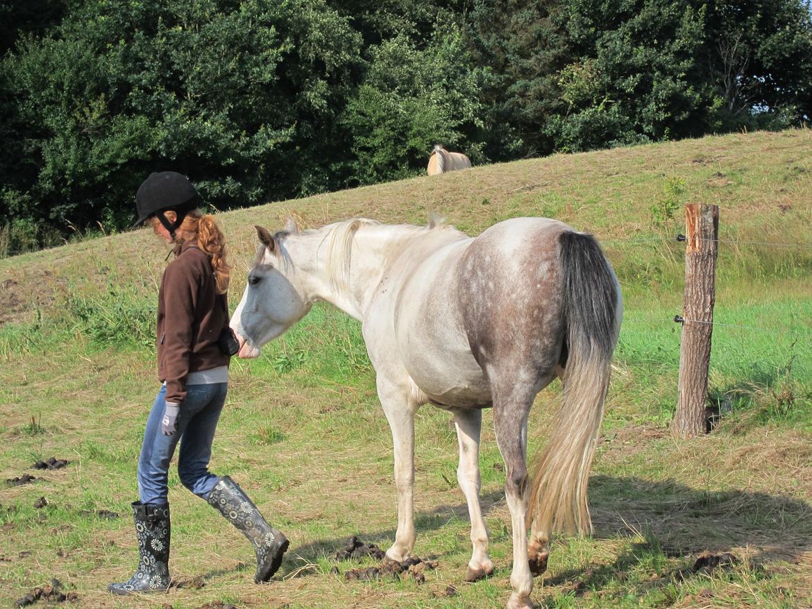 Anden særlig race Venja - Lidt horsemanship på sommergræs. - August 2012. Foto - Min far. billede 8