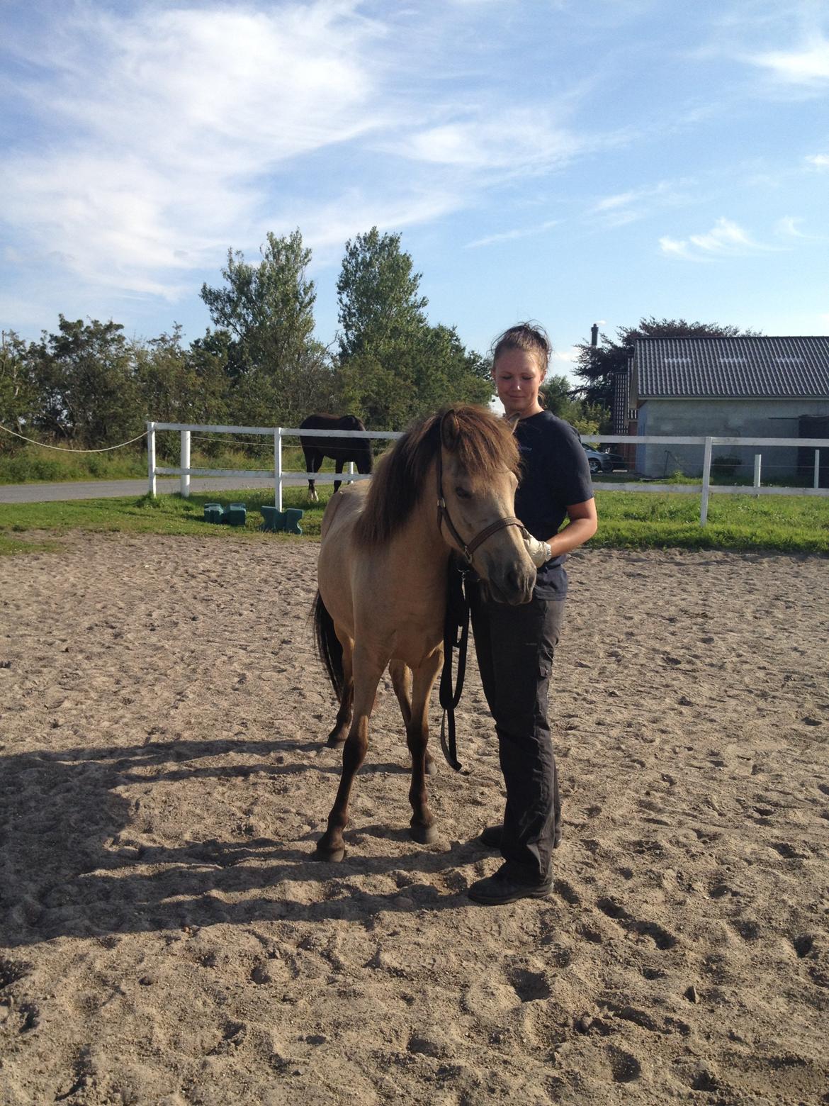 Islænder Disa fra Bøgvad billede 17