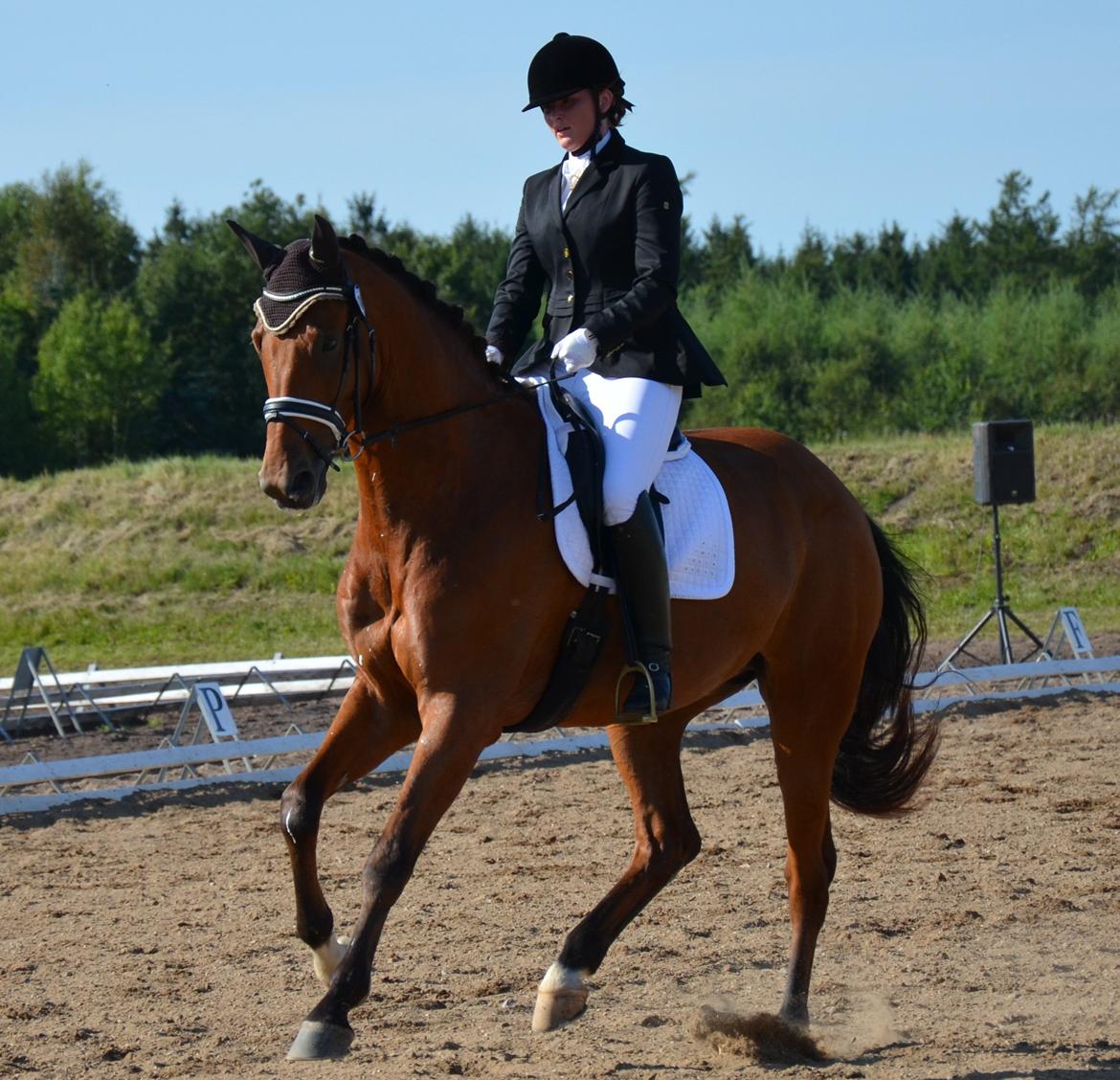 Dansk Varmblod Treldegårds Santorini billede 9