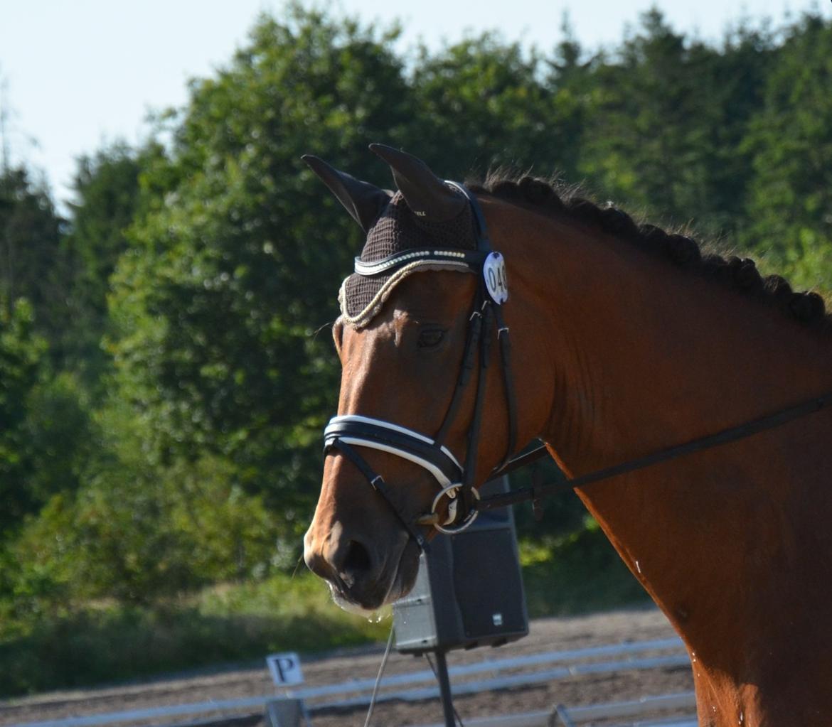 Dansk Varmblod Treldegårds Santorini billede 10