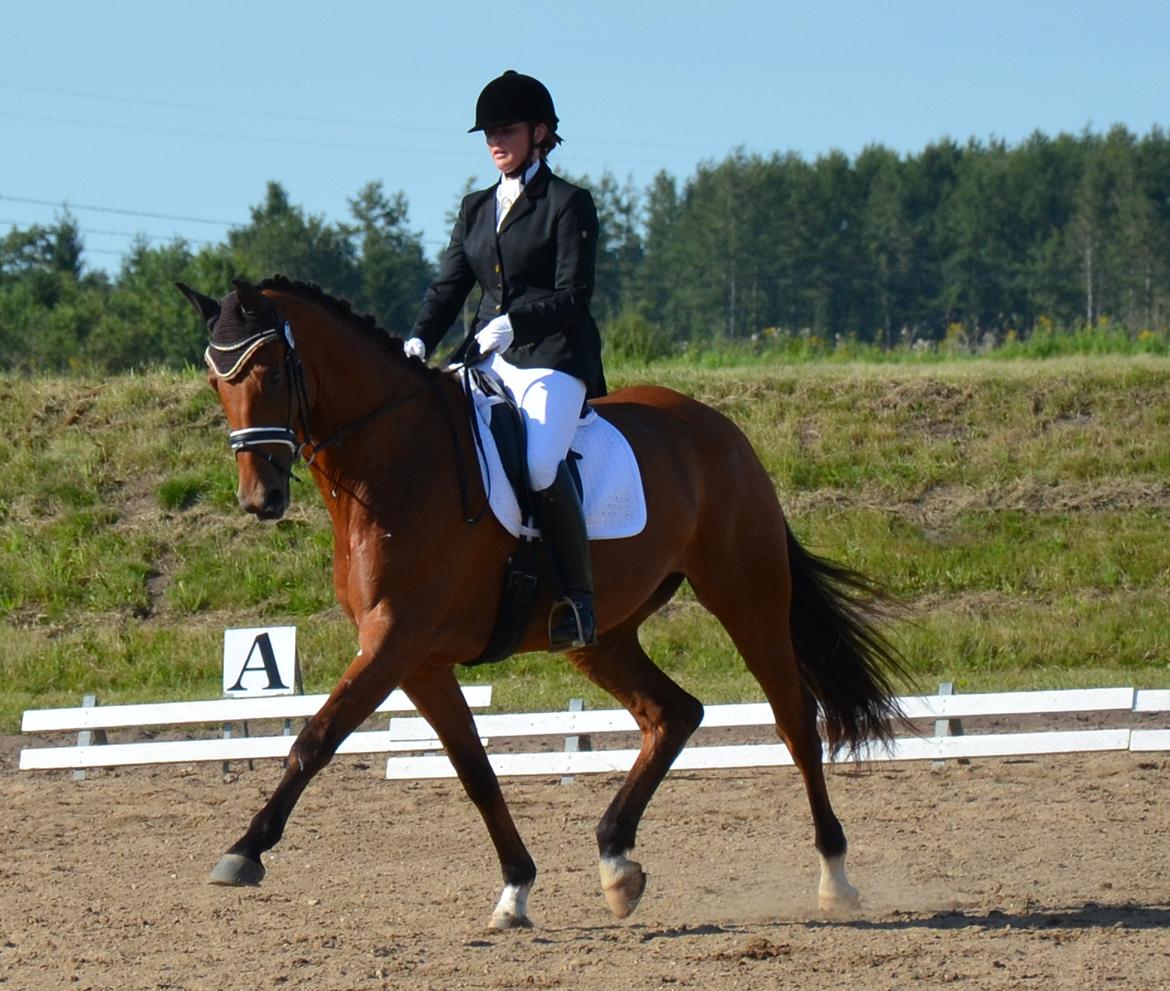 Dansk Varmblod Treldegårds Santorini billede 12