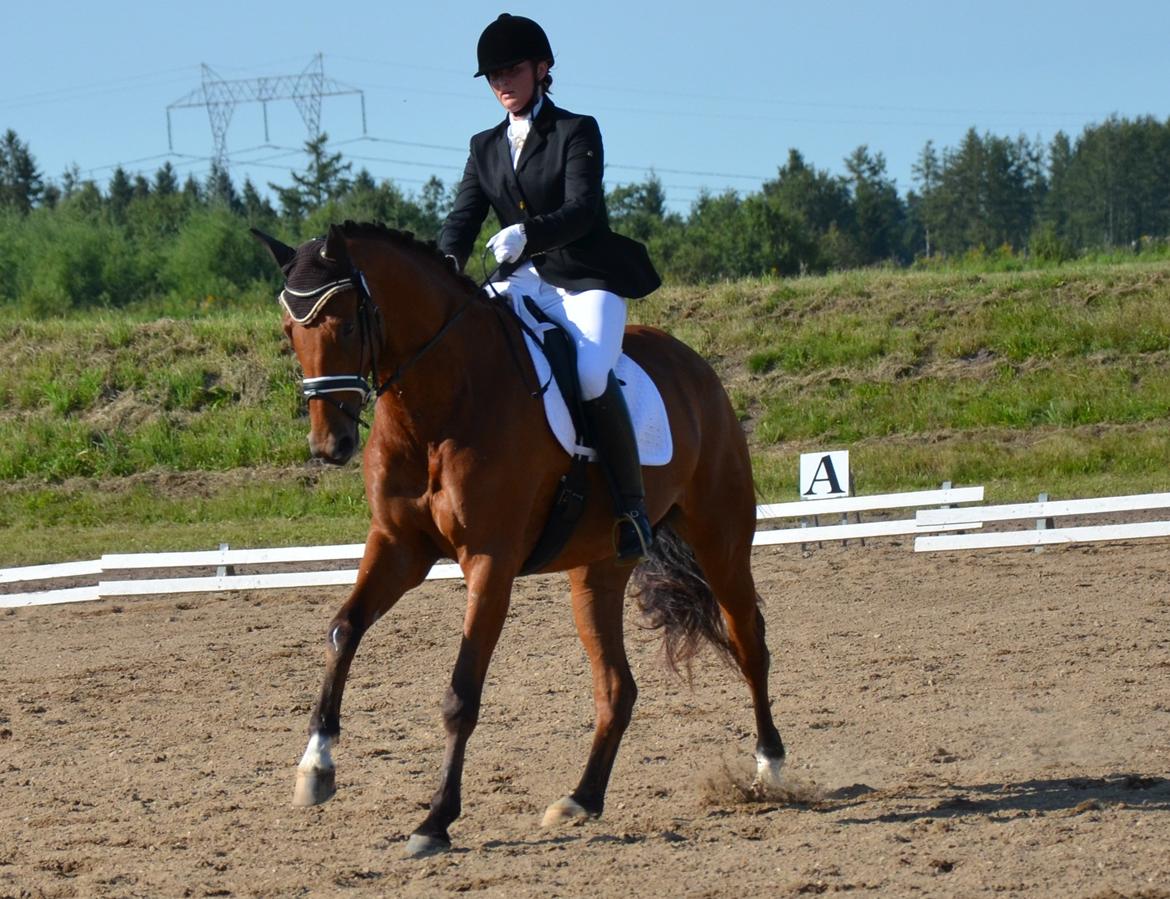 Dansk Varmblod Treldegårds Santorini billede 13