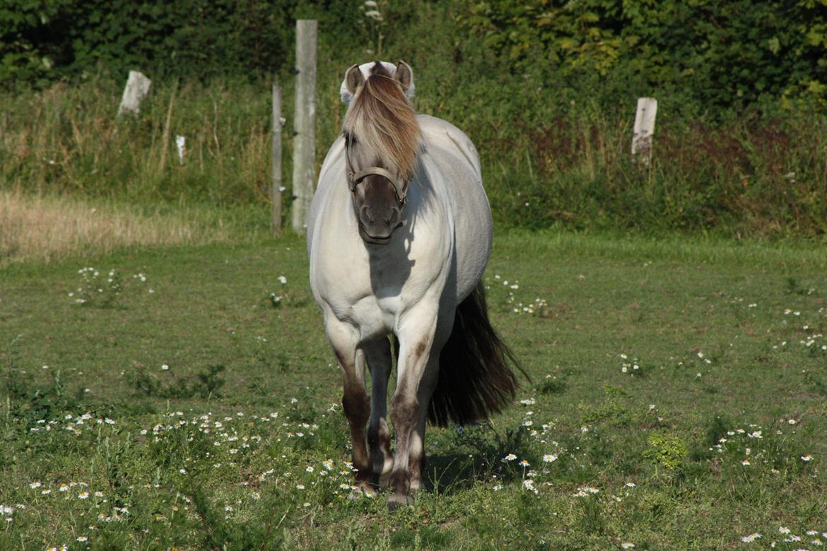 Fjordhest Hesselbergs Luna billede 12