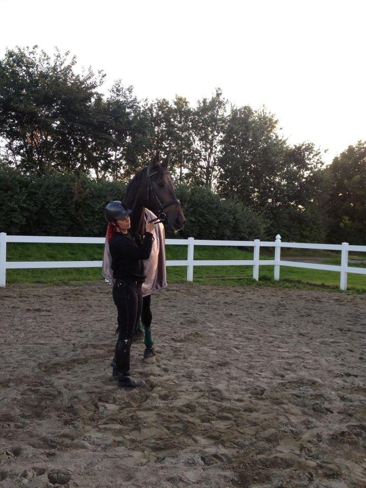 Hannoveraner Lord Dicaprio billede 6