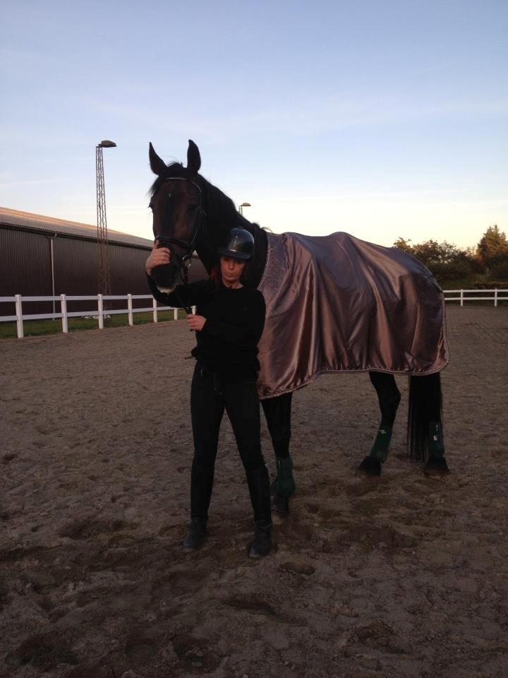 Hannoveraner Lord Dicaprio billede 7