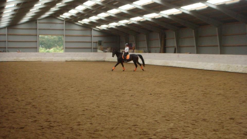 Hannoveraner Lord Dicaprio billede 10