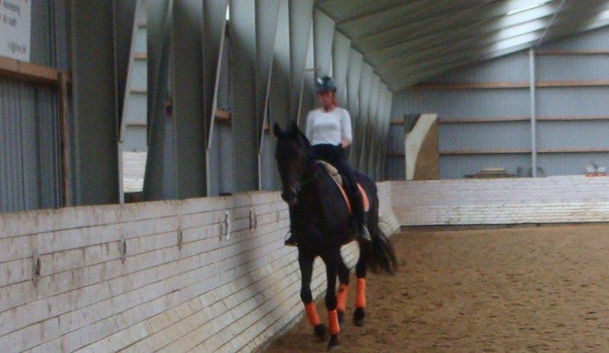 Hannoveraner Lord Dicaprio billede 11