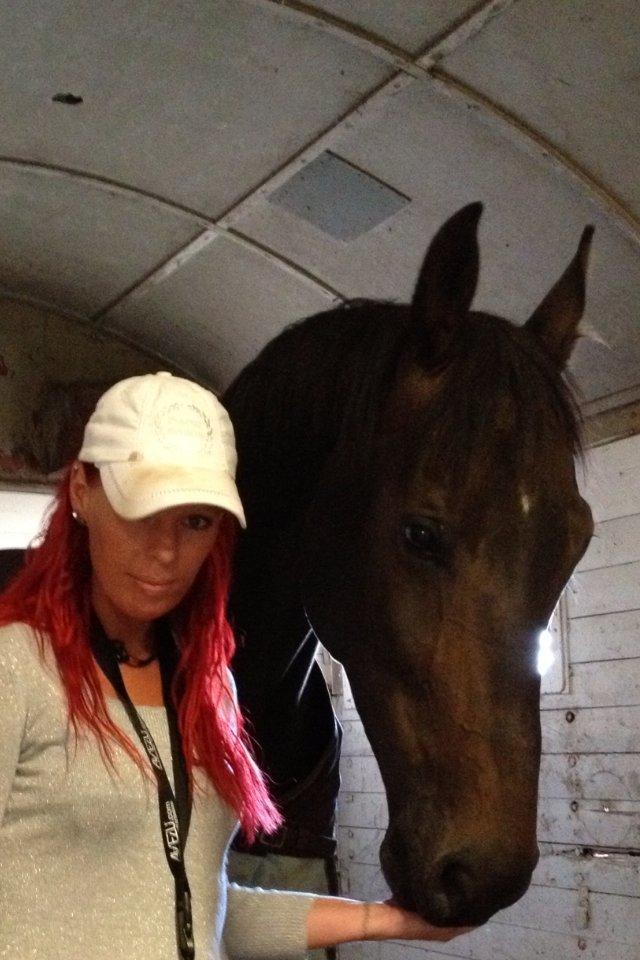 Hannoveraner Lord Dicaprio billede 9