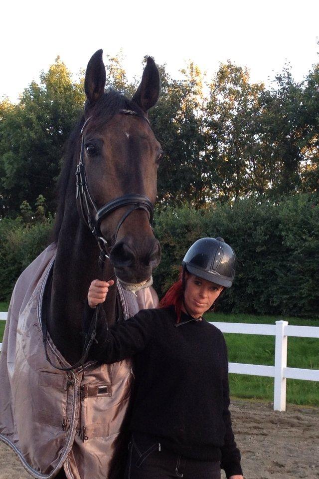 Hannoveraner Lord Dicaprio billede 12