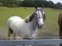 Anden særlig race skyttehuset´s paletti (popsen) - jaa nu skal vi lege<33. foto:Far billede 2