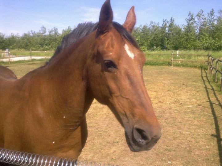 Anden særlig race roosgårdens jasmin (SOLGT ) R.I.P billede 17