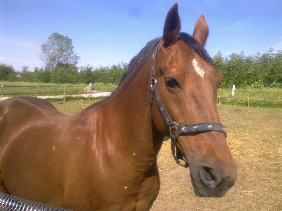 Anden særlig race roosgårdens jasmin (SOLGT ) R.I.P billede 18