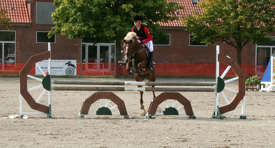 New Forest Pegasus af Bråskovgård<3 - stævne på kasernen!<333 billede 20