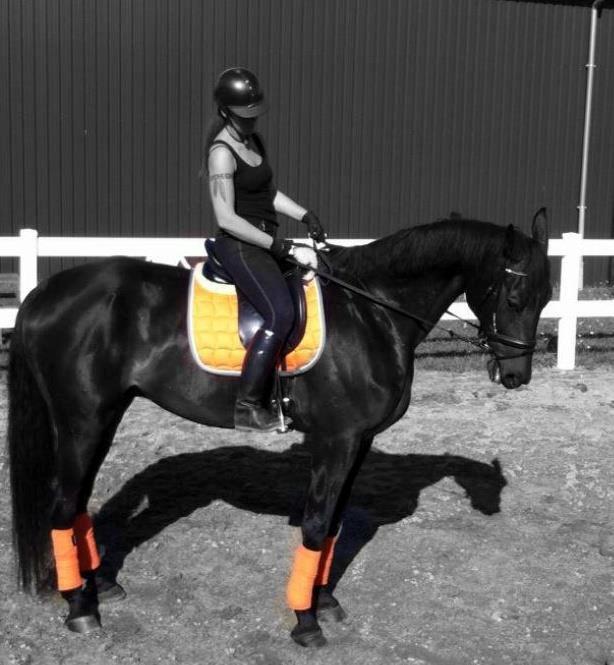 Hannoveraner Lord Dicaprio billede 13