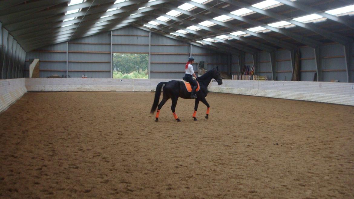 Hannoveraner Lord Dicaprio - 1 gang i ridehuset. billede 14