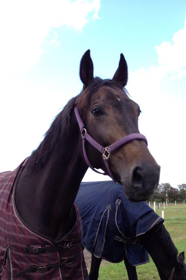 Hannoveraner Lord Dicaprio billede 15