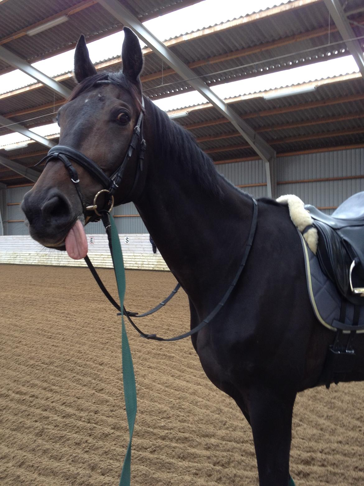 Hannoveraner Lord Dicaprio billede 16