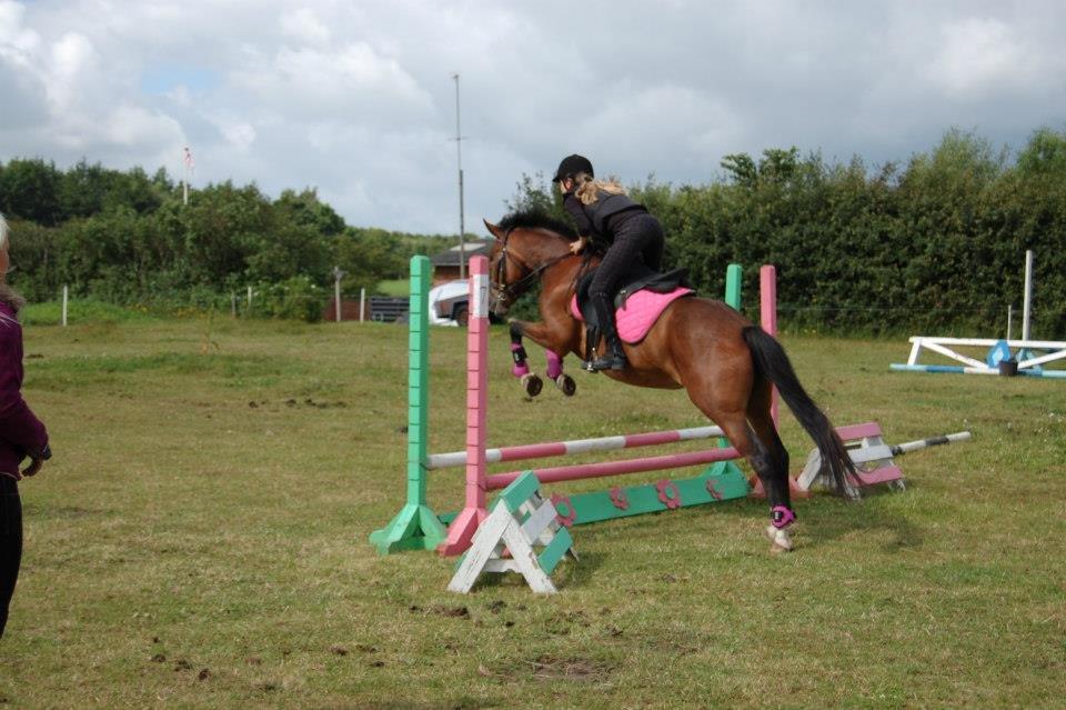 New Forest Angelina Bay -Drømmeponyen- - Ridelejer billede 11