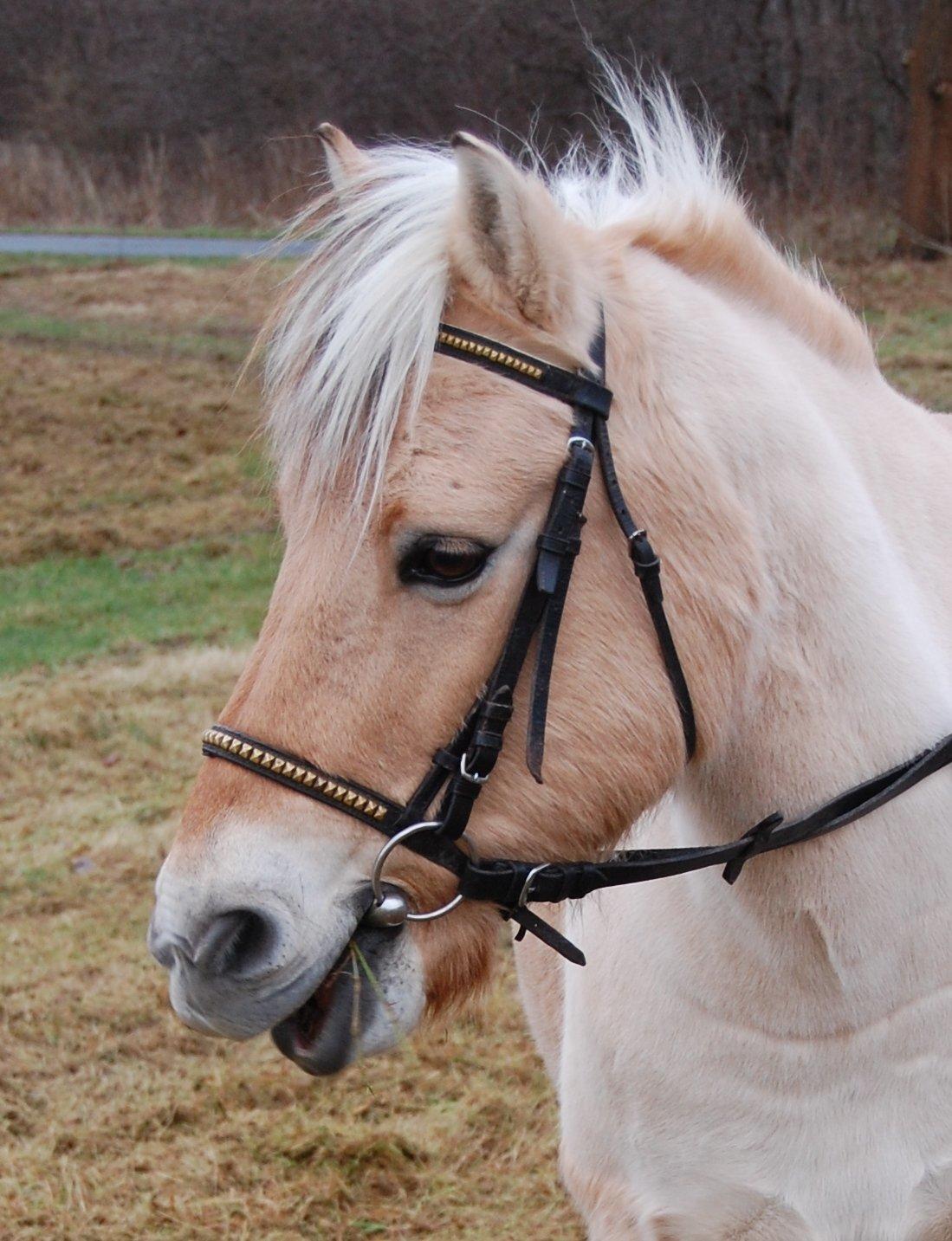 Fjordhest Tjalfe - Tjalfe der har åben mund. :-D billede 14