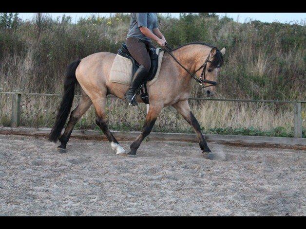 Connemara Hohnhorst Jamiro billede 17