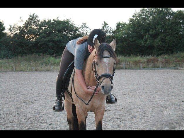 Connemara Hohnhorst Jamiro billede 8