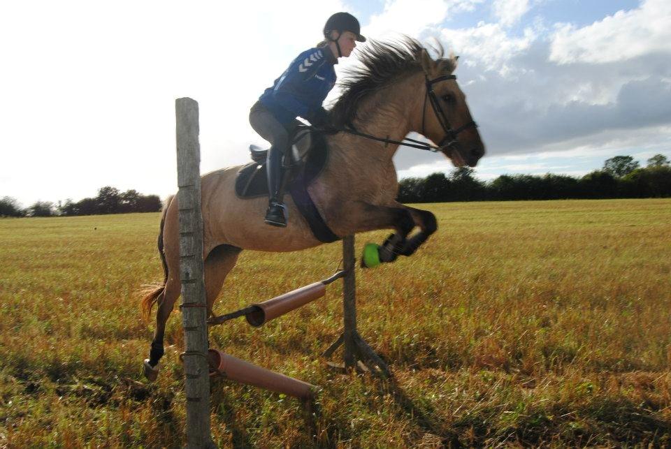 Anden særlig race | TIKKA | - Springer 90 cm. billede 4