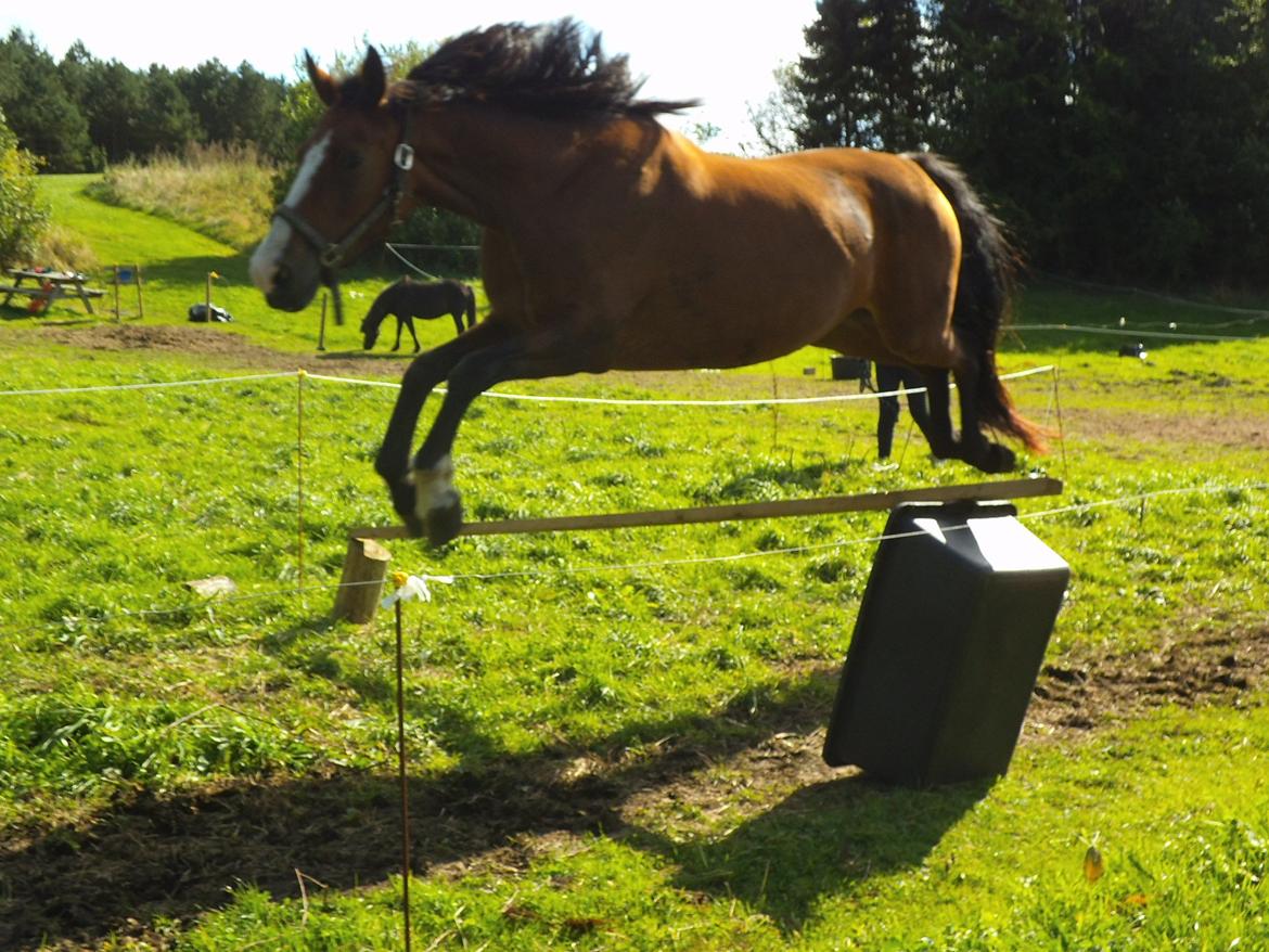 Dansk Varmblod Naci A Temprano" Min fremtid"<3 - Naci A Temprano" Min fremtid"<3 - Tempo<3, jeg kunne skrive SÅ ufatteligt meget om dig.. Du er virkelig en hest for livet.. Når min dag er gået rigtigt dårligt. Er det altid dejligt at komme ud til dig<3. Vi to kan lave de skøreste ting sammen! :D. I LOVE billede 1