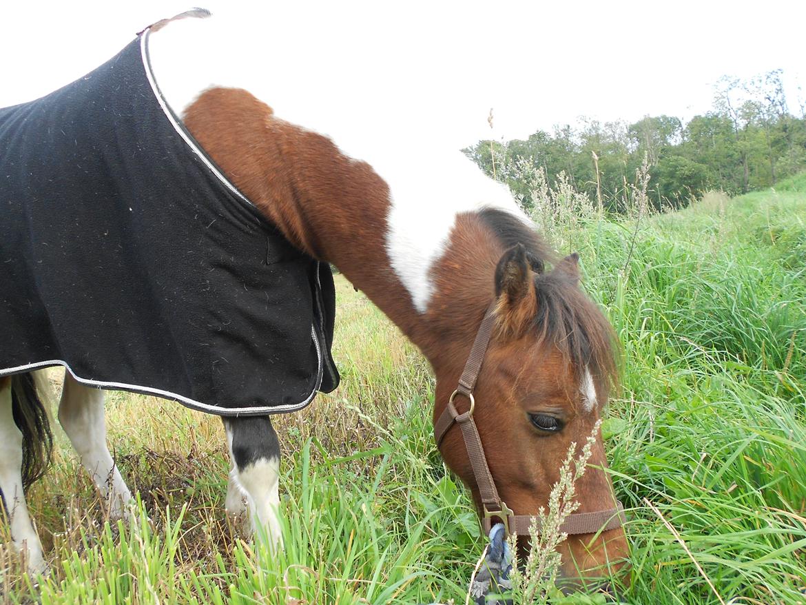 Pinto Mosegårdens Eddieson Fox (Baby) - Første gang Baby havde et dækken på ryggen! Han tog det bare så fint! :-)  billede 4