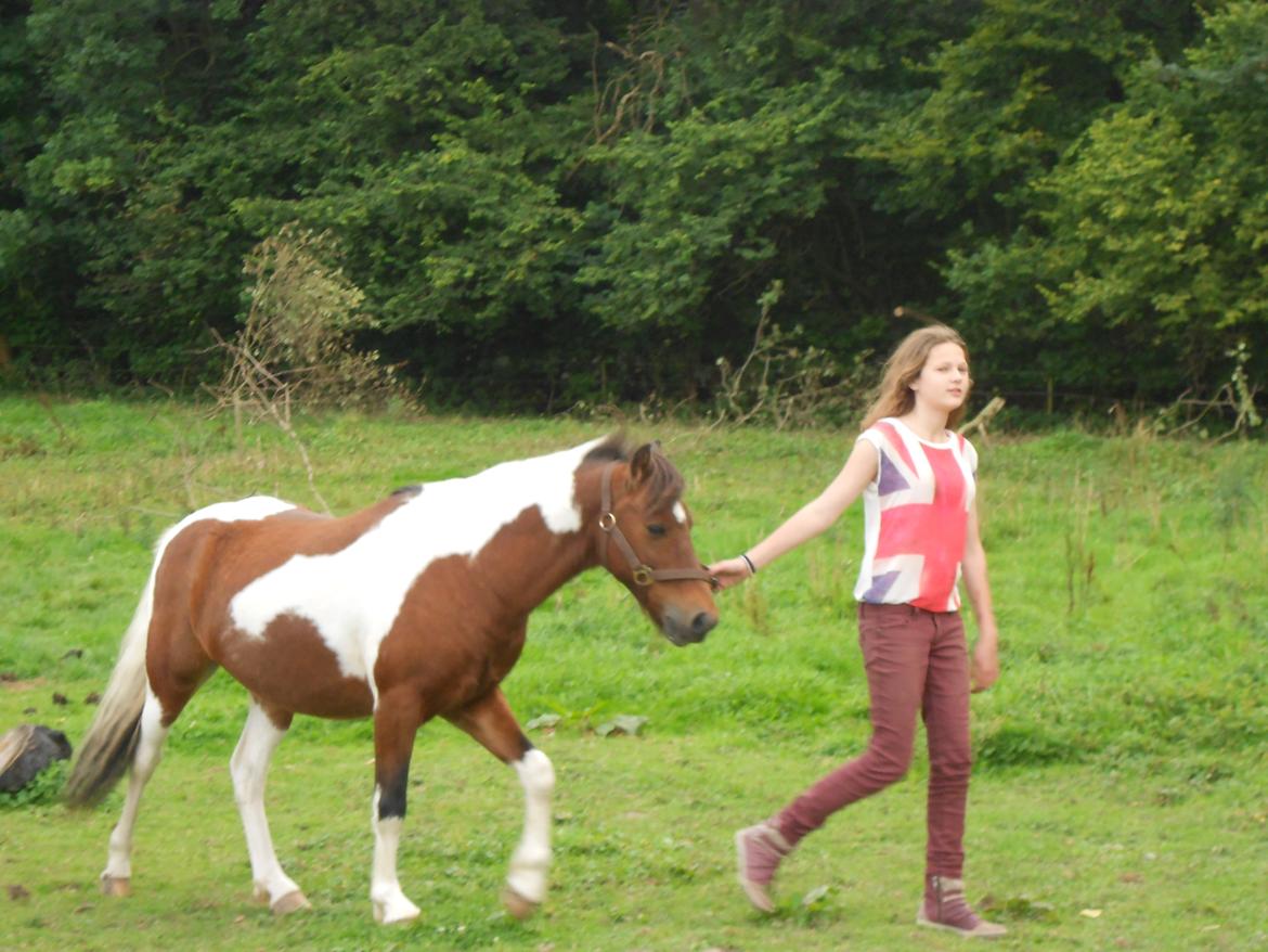 Pinto Mosegårdens Eddieson Fox (Baby) - Baby drengen og Mie på afveje :-)  billede 10
