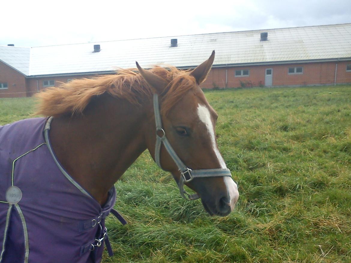 Hollandsk Sportspony zoe v.d. noarderein - Den første dag hjemme billede 1
