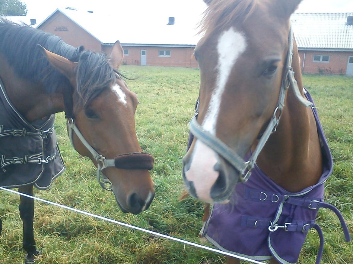 Hollandsk Sportspony zoe v.d. noarderein - Grevens liomne og zoe billede 2